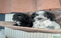 Cockapoo dogs for sale: F1 cockapoos babies  - Image 6