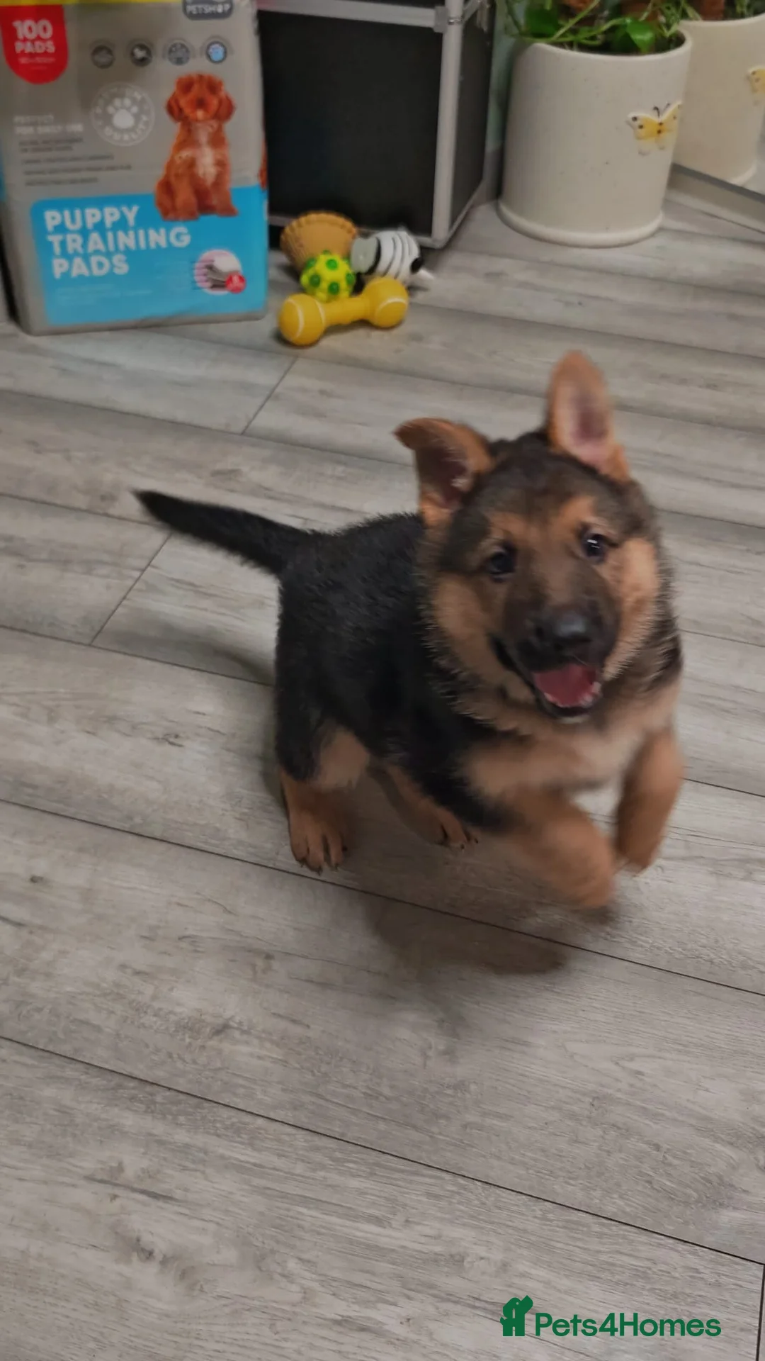 German Shepherd dogs for sale: German shepherd puppies - Advert 13
