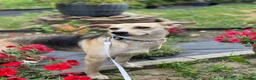 Mixed Breed dogs for adoption: ❤️Caramel❤️ 10-month-old lower-medium awesome girl - Advert 15