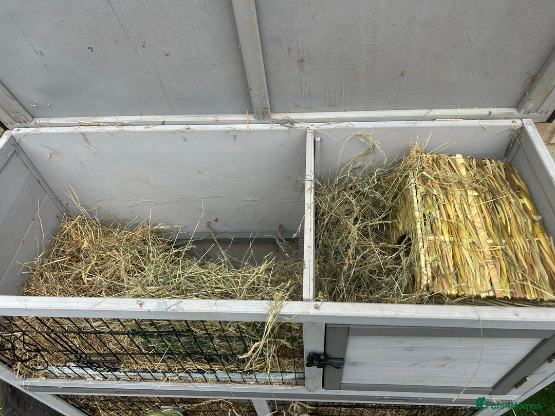 Guinea Pig rodents for sale: 2 bonded Male Guinea Pigs - Image 6