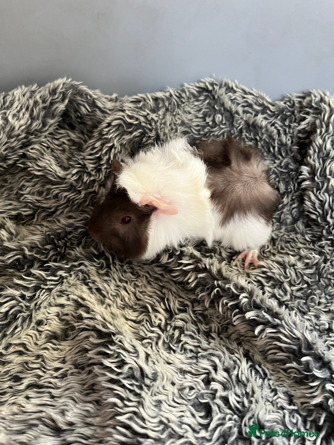 Guinea Pig rodents for sale: Lovely boar guinea pigs for sale boys - READY  - Advert 3