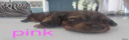 Dachshund dogs for sale: Miniature dachshunds puppies  - Advert 15