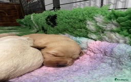 Labrador Retriever dogs for sale: Labrador puppies 5 gen pedigree health tested - Image 26