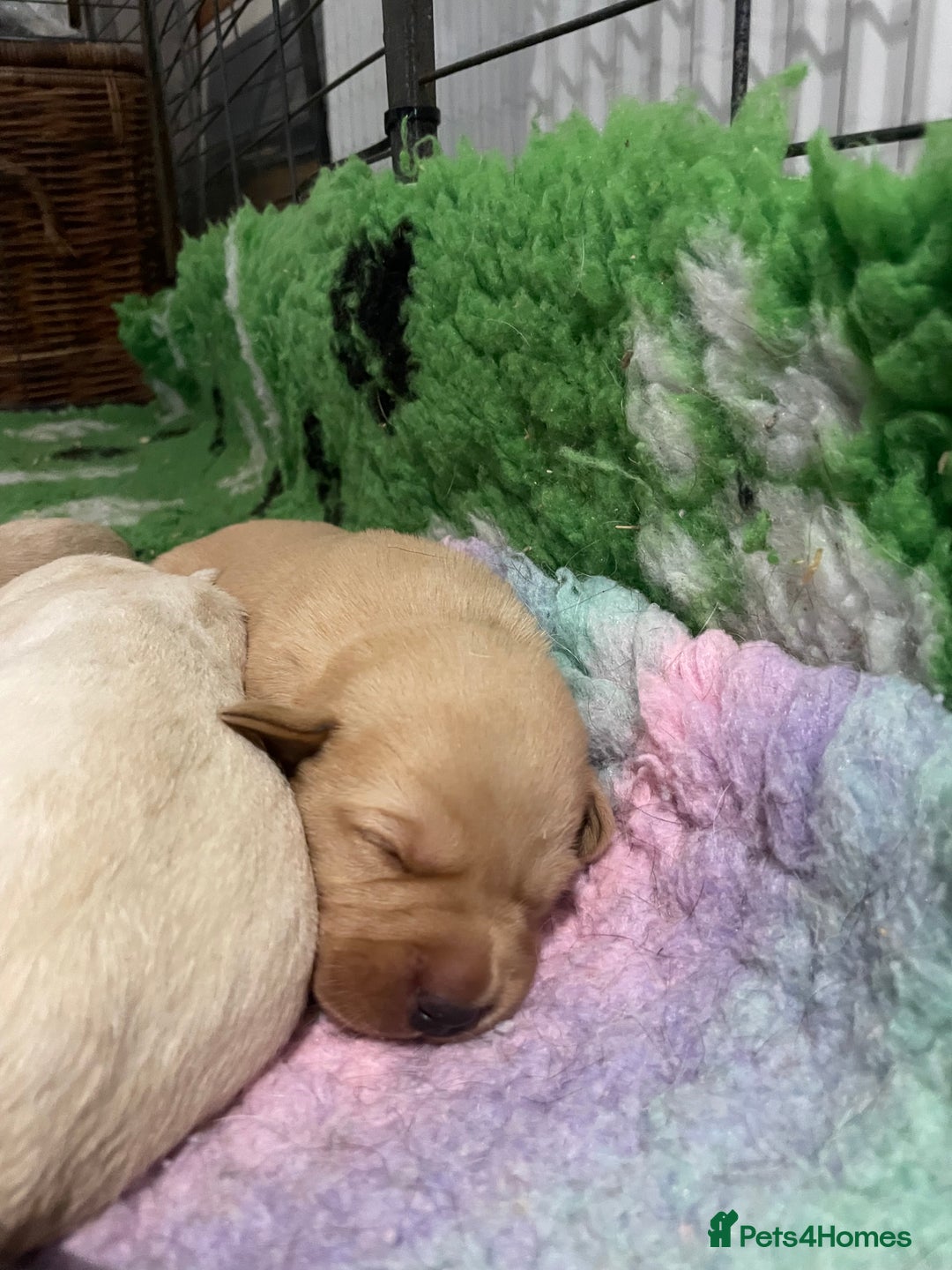 Labrador Retriever dogs for sale: Labrador puppies 5 gen pedigree health tested - Image 26