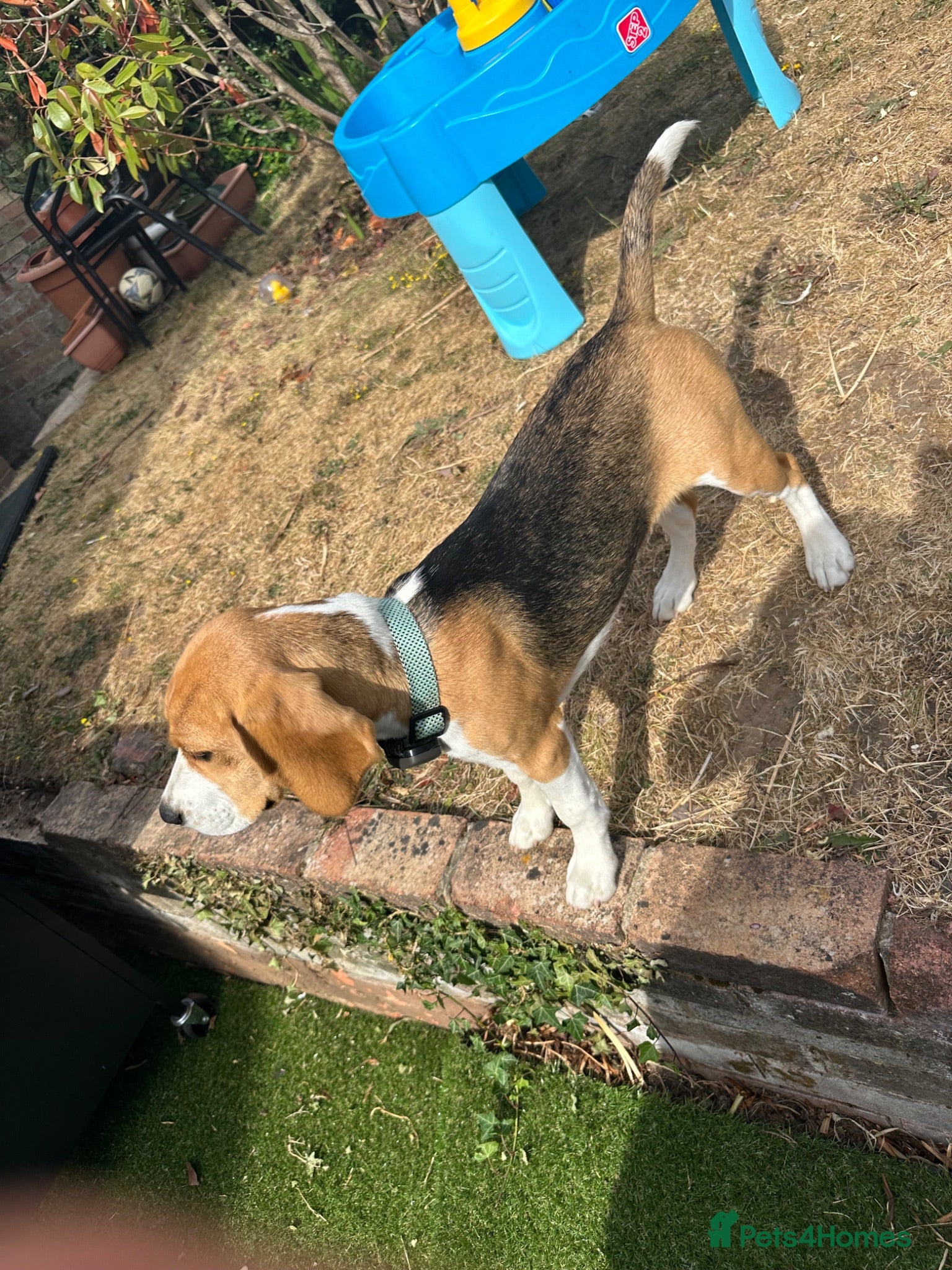 Beagle dogs Miss Daisy - Advert 2