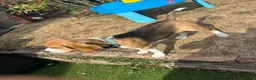 Beagle dogs for sale: Miss Daisy - Advert 2