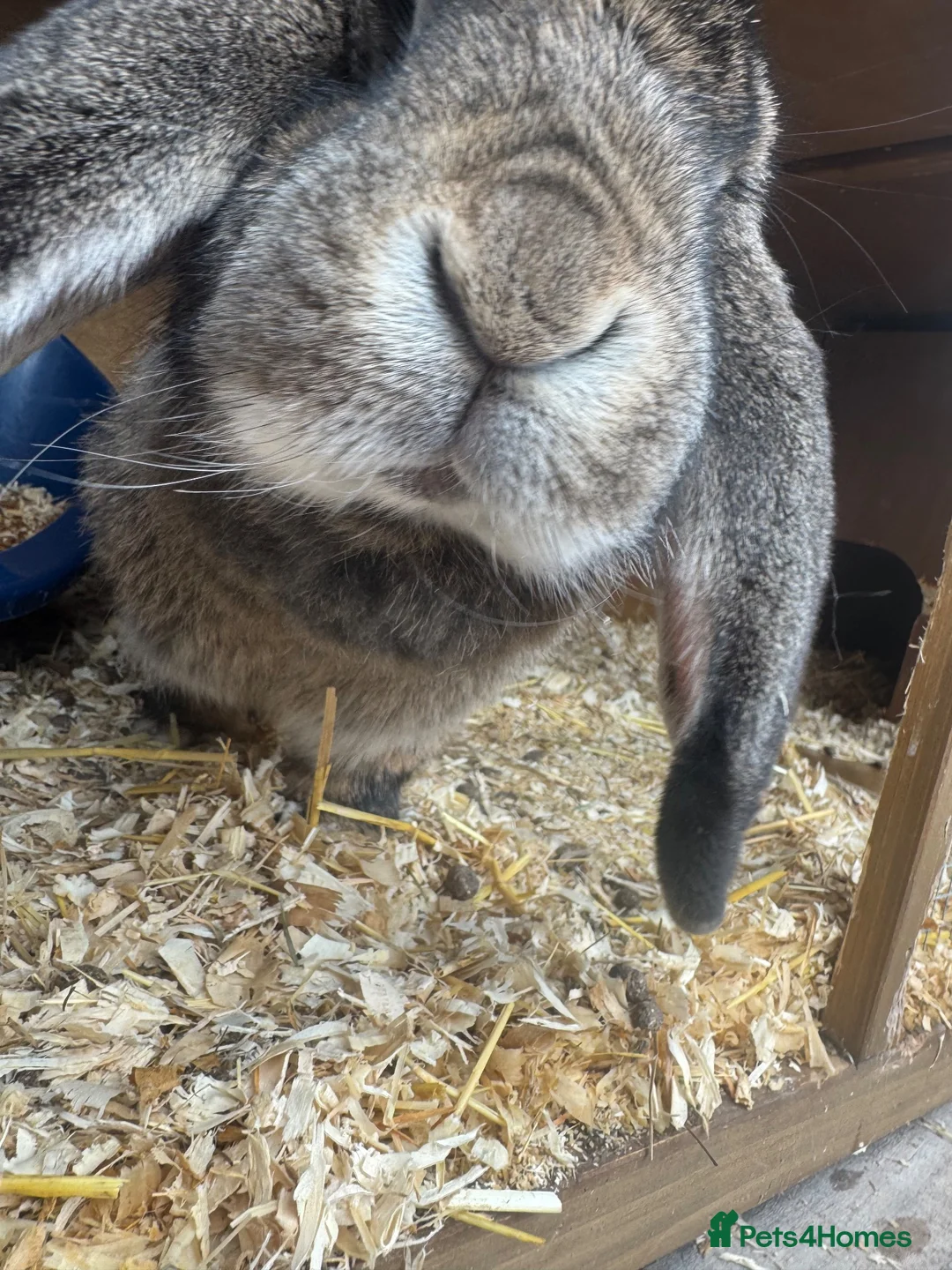 French Lop rabbits for sale: Friendly French lop doe for sale  - Advert 1