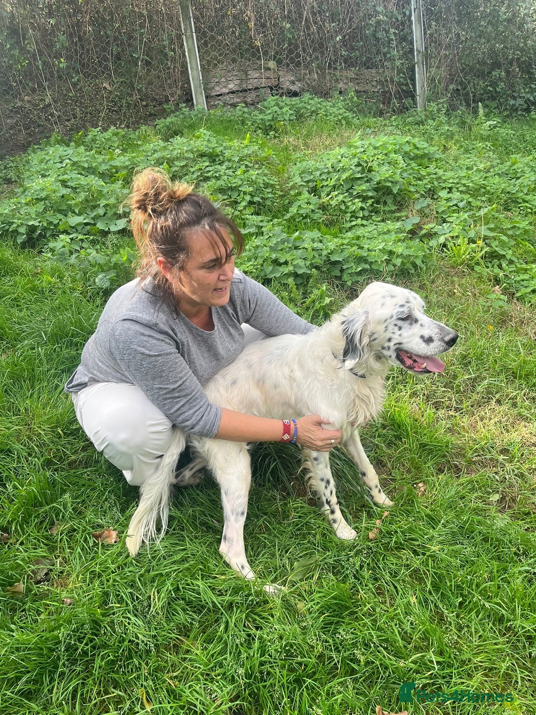English Setter dogs for adoption: Pol   - Advert 10