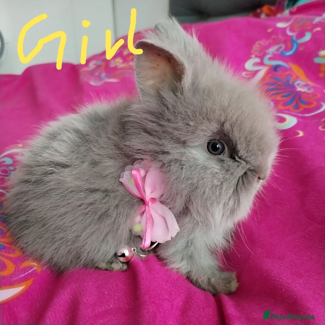 Lionhead rabbits for sale: Lionhead double maned - Advert 2