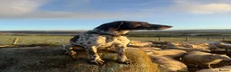 German Shorthaired Pointer dogs for stud: ✨FULLY HEALTH TESTED✨ Proven GSP stud - Advert 6