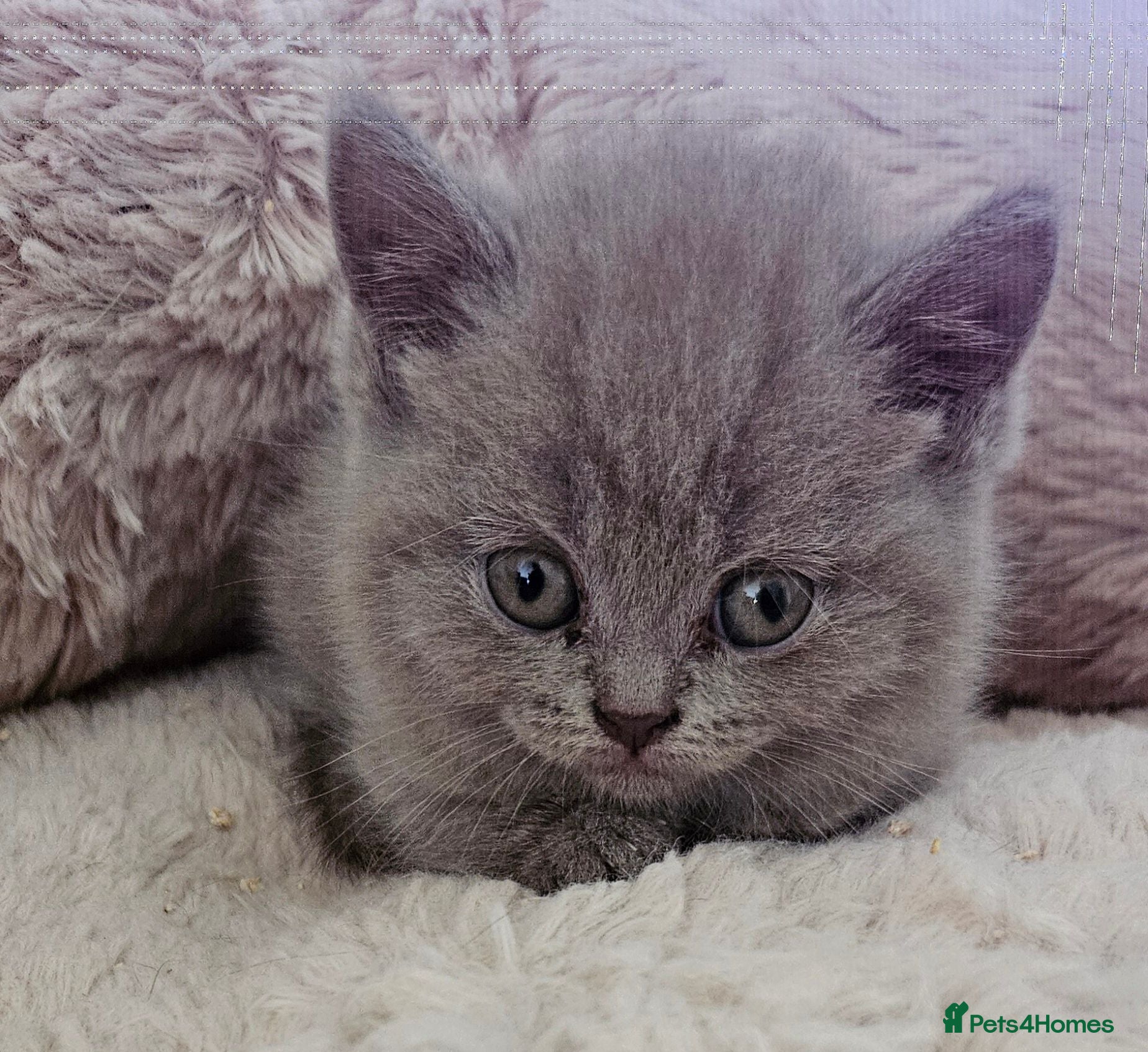 British Shorthair cats 🐾 Beautiful British Shorthair Kittens  🐾 - Advert 1
