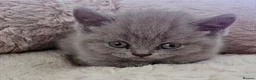British Shorthair cats for sale: 🐾 Beautiful British Shorthair Kittens  🐾 in Coventry - Advert 3