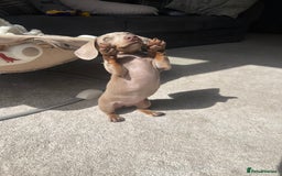 Miniature Dachshund dogs for sale: Female miniature dachshund - Image 1