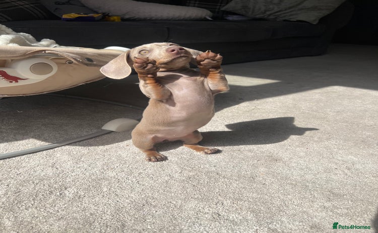 Miniature Dachshund dogs - Advert 2