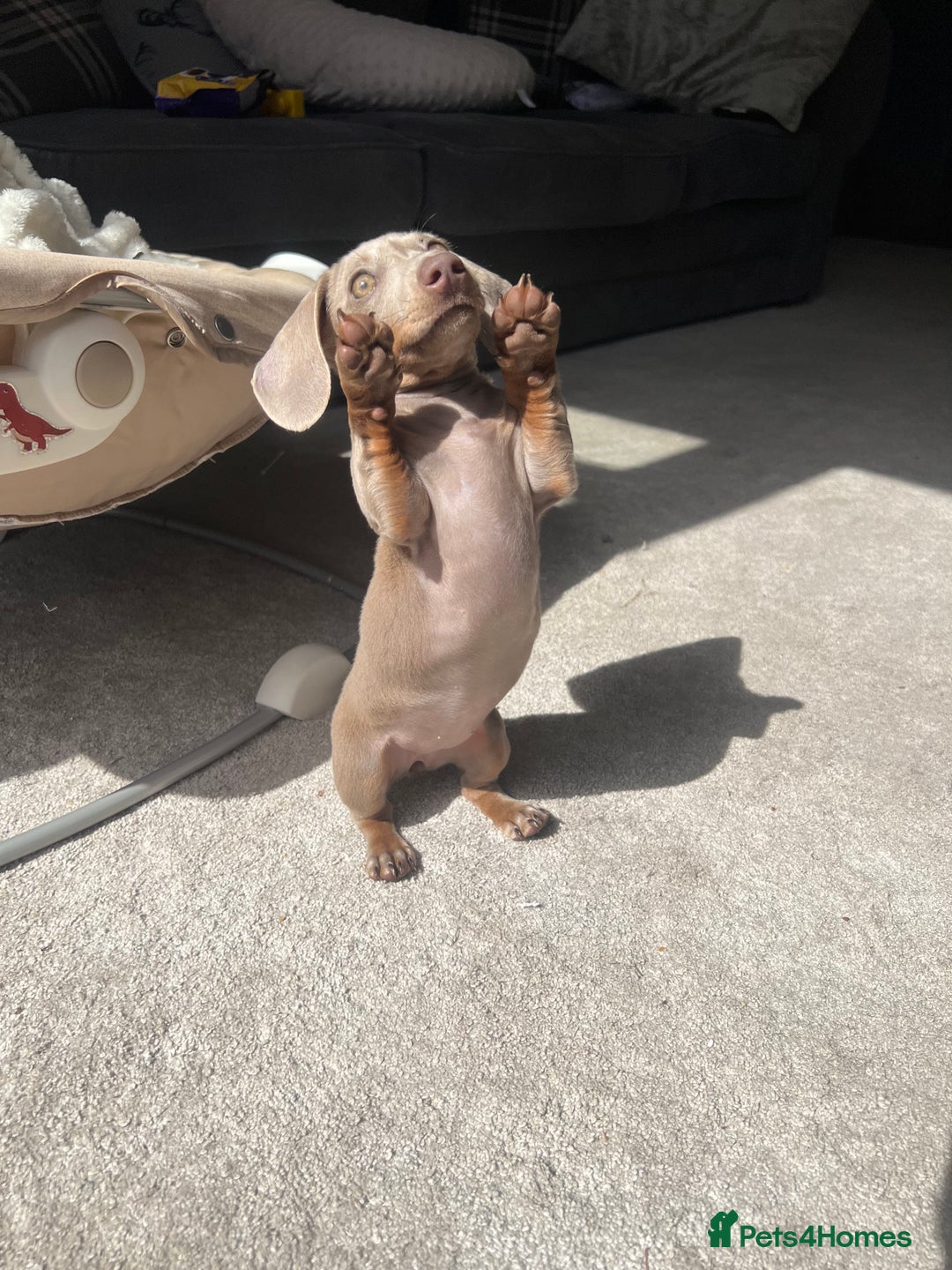 Miniature Dachshund dogs for sale: Female miniature dachshund - Image 1