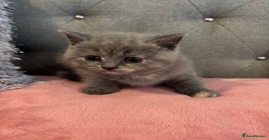 British Shorthair cats - Advert 13
