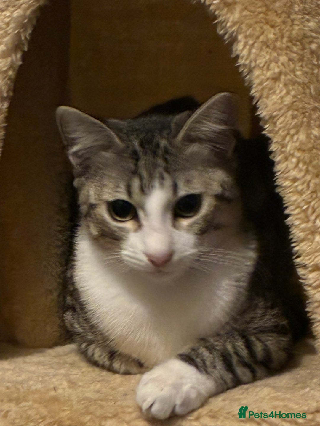 Mixed Breed cats for sale: 8 Month old Boy Kitten looking for forever home  - Advert 1