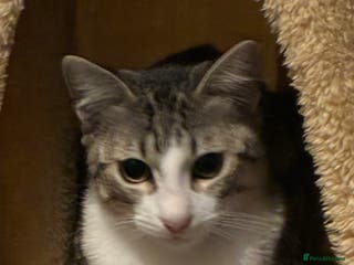 Mixed Breed cats 8 Month old Boy Kitten looking for forever home - Advert 2