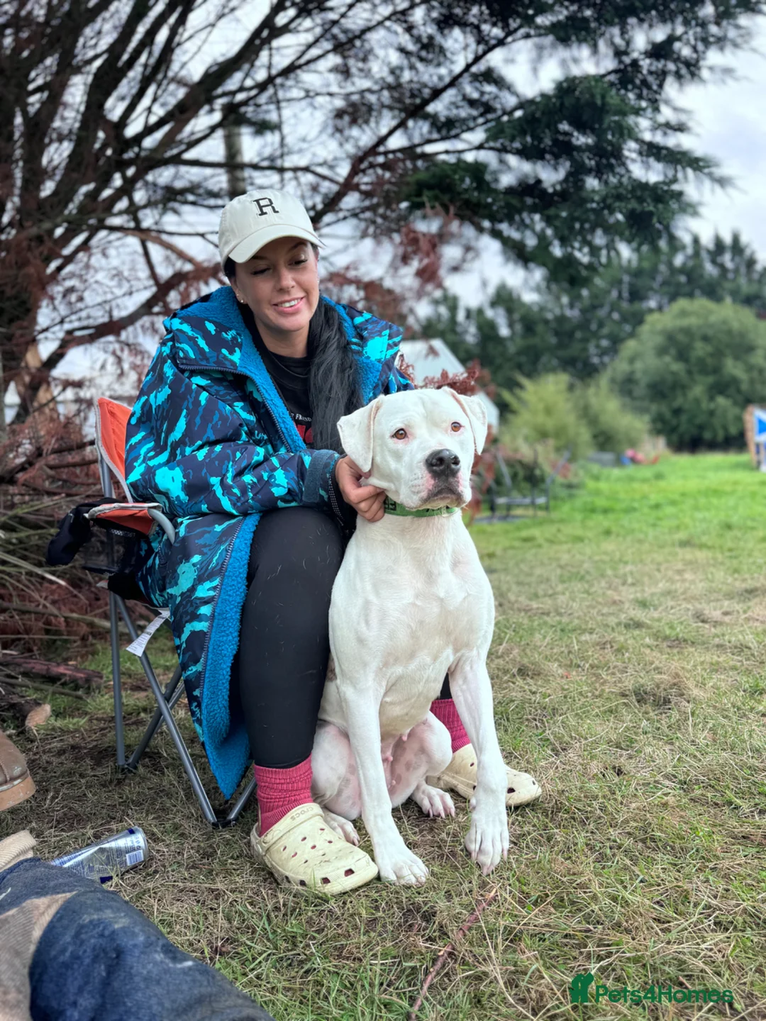 Mixed Breed dogs for sale: Bullherder Puppies  in Bishopton - Advert 1