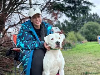 Mixed Breed dogs Bullherder Puppies - Advert 2