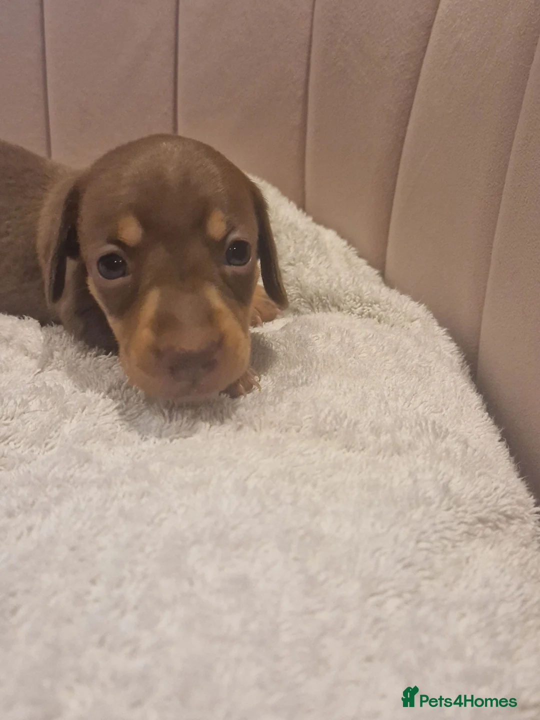 Miniature Dachshund dogs for sale: Chocolate dapple and tans mini daxies available - Advert 27