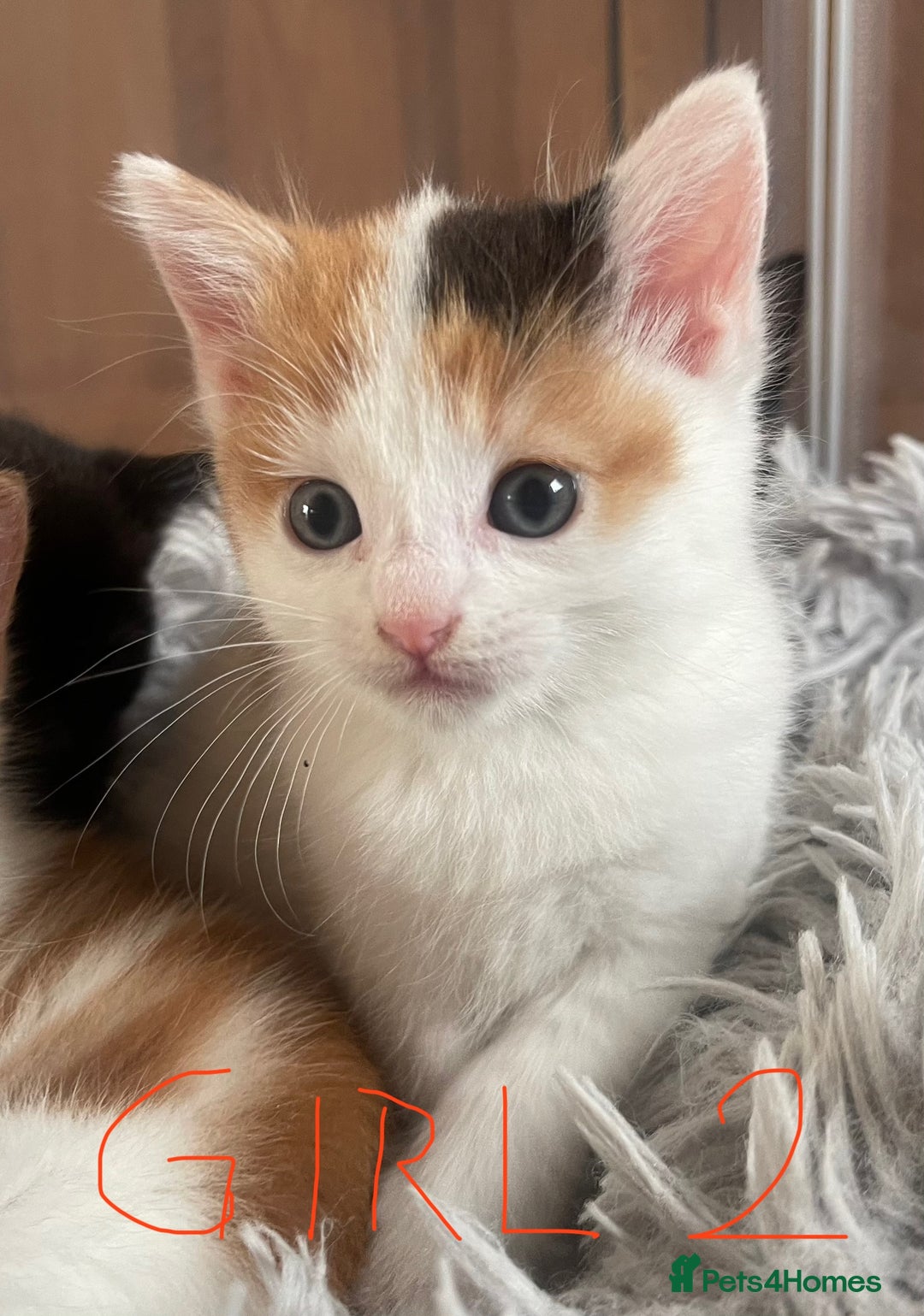 Mixed Breed cats for sale: Adorable Kittens in Croydon (from £130) - Advert 2
