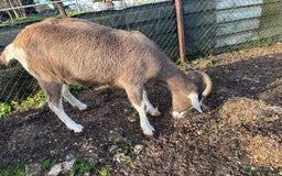 Goats livestock for sale: 3 Toggenburg Nanny Goats - Advert 4