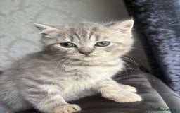 British Shorthair cats for sale: British shorthair kittens - Image 10