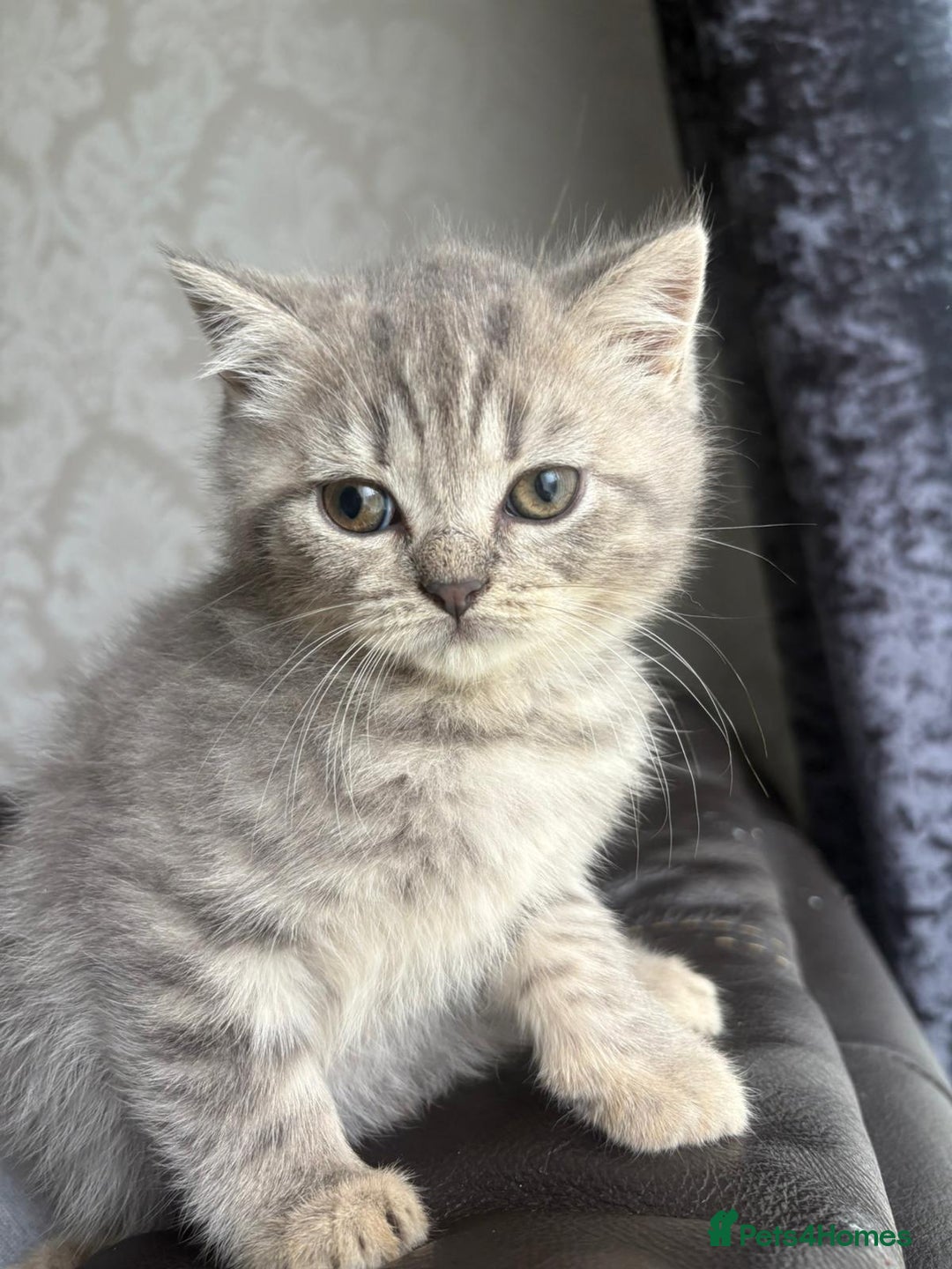British Shorthair cats for sale: British shorthair kittens - Image 10