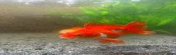 Fancy Goldfish fish for sale: 2x fancy goldfish  in Luton - Advert 7