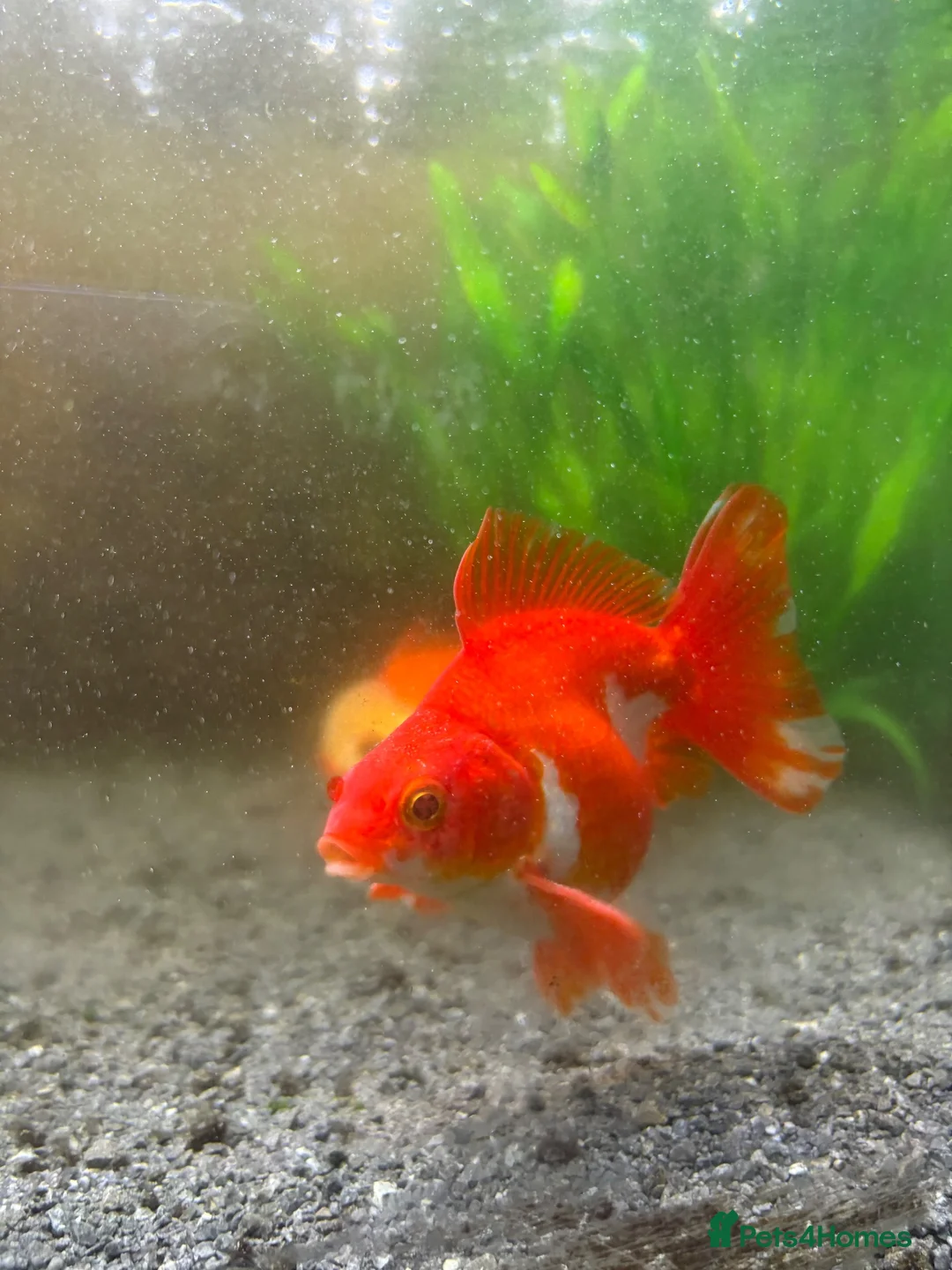 Fancy Goldfish fish for sale: 2x fancy goldfish  in Luton - Advert 7