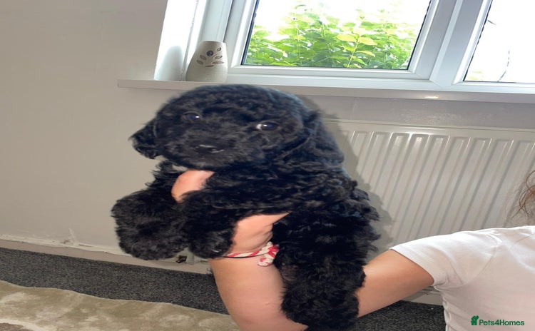 Cavapoo dogs - Advert 2