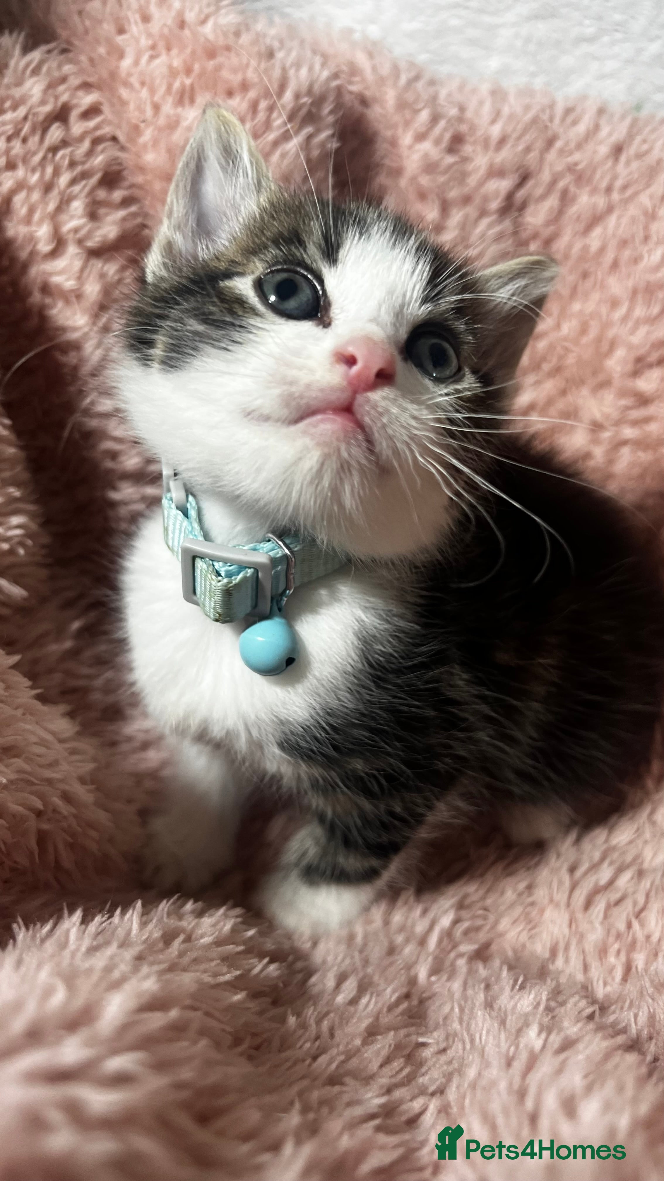 Domestic Shorthair cats Ready to reserve Tiger print bengals😍 - Advert 1