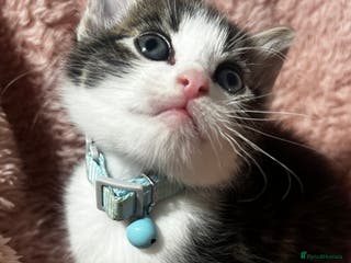 Domestic Shorthair cats Ready Now Tuxedo x Tiger bengals😍 - Advert 14