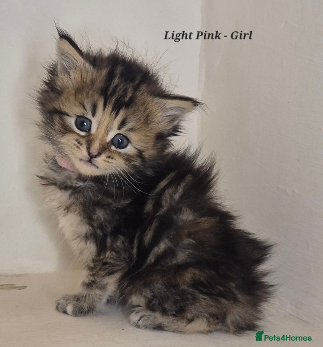 Maine Coon cats for sale: Maine Coon x siberian - Image 10