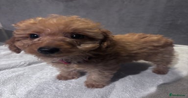 Cockapoo dogs ✨LAST GIRL LEFT - READY NOW-Cockapoo Puppies✨ - Advert 14