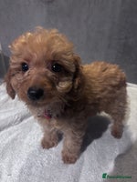 Cockapoo dogs ✨LAST GIRL LEFT - READY NOW-Cockapoo Puppies✨ - Advert 14