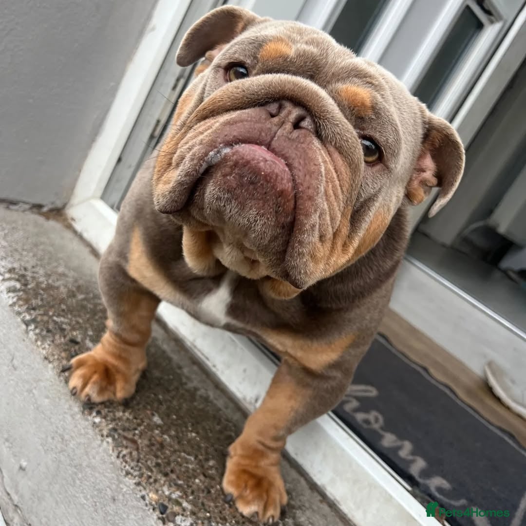 English Bulldog dogs for stud: 👑BRONX👑 British Bulldog! Full Suited Lilac + Tan in Maryport - Image 3
