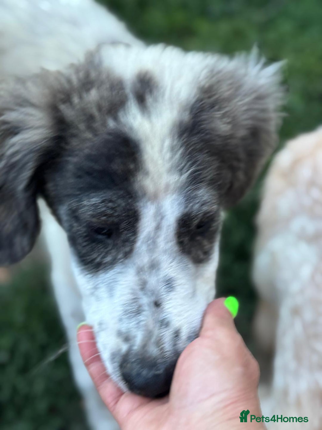 Mixed Breed dogs for adoption: ODIN, a superb young boy - for a Loving Home - Image 5