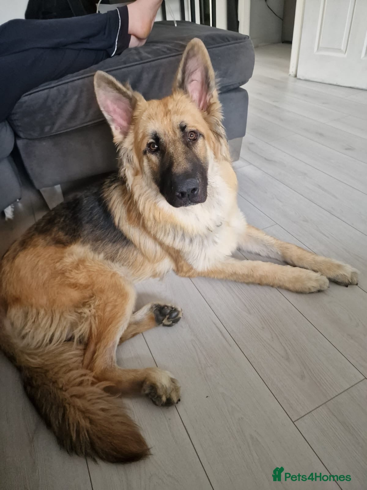 German Shepherd dogs 1year old gsd male - Advert 4