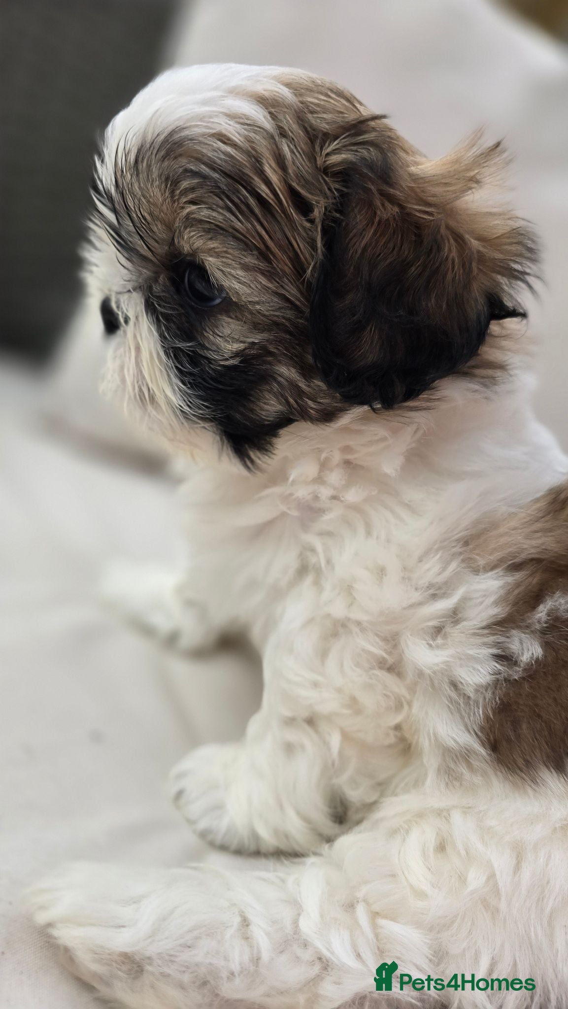 Shih Tzu dogs Beautiful Shih Tzu Boy for Sale - Advert 18