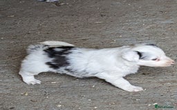 Border Collie dogs for sale: Border Collie puppies  - Image 8