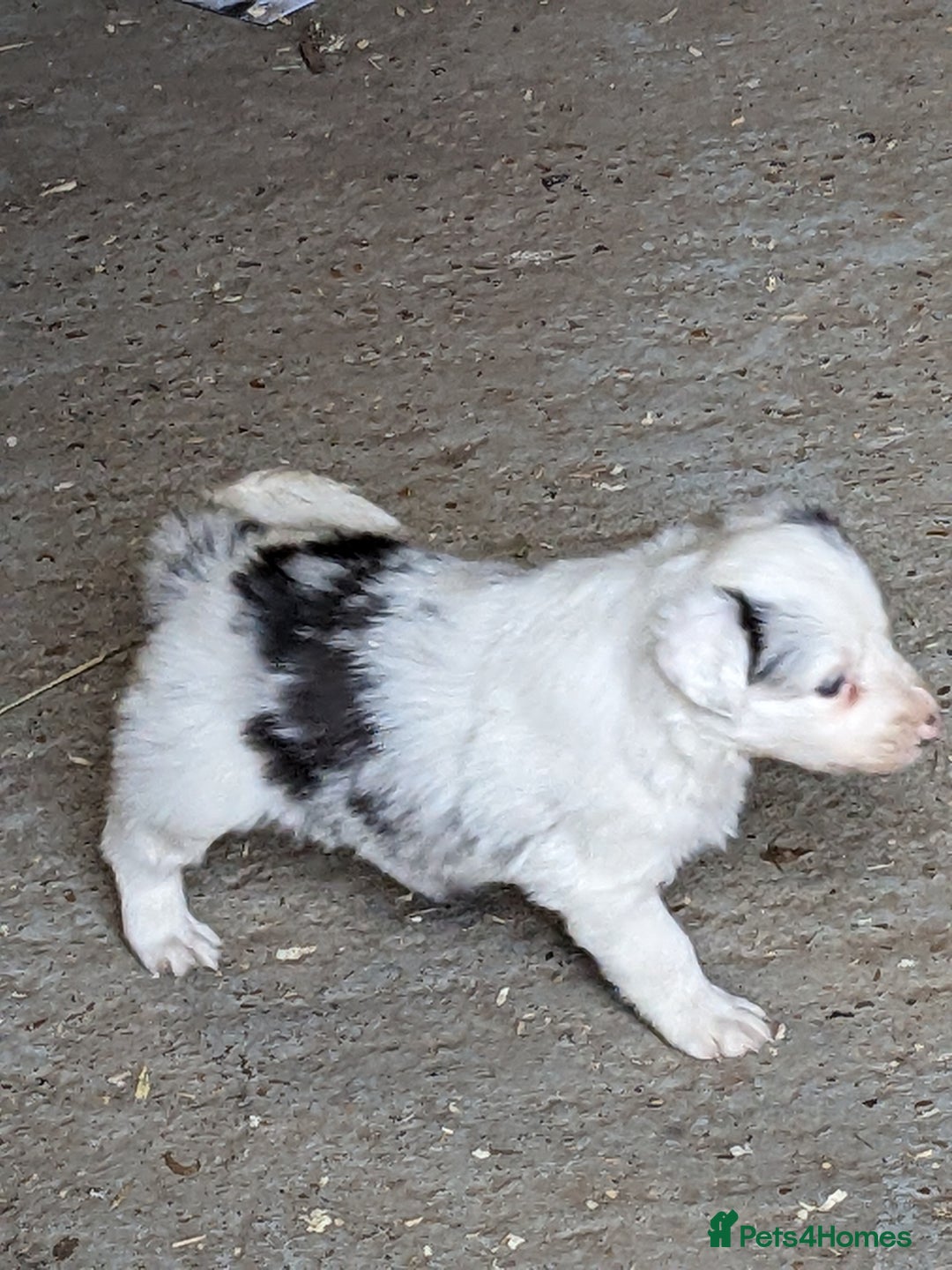 Border Collie dogs for sale: Border Collie puppies  - Image 8