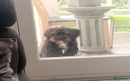 Mixed Breed dogs for sale: He is a Jackpo and Poodle crossbreed  - Image 3