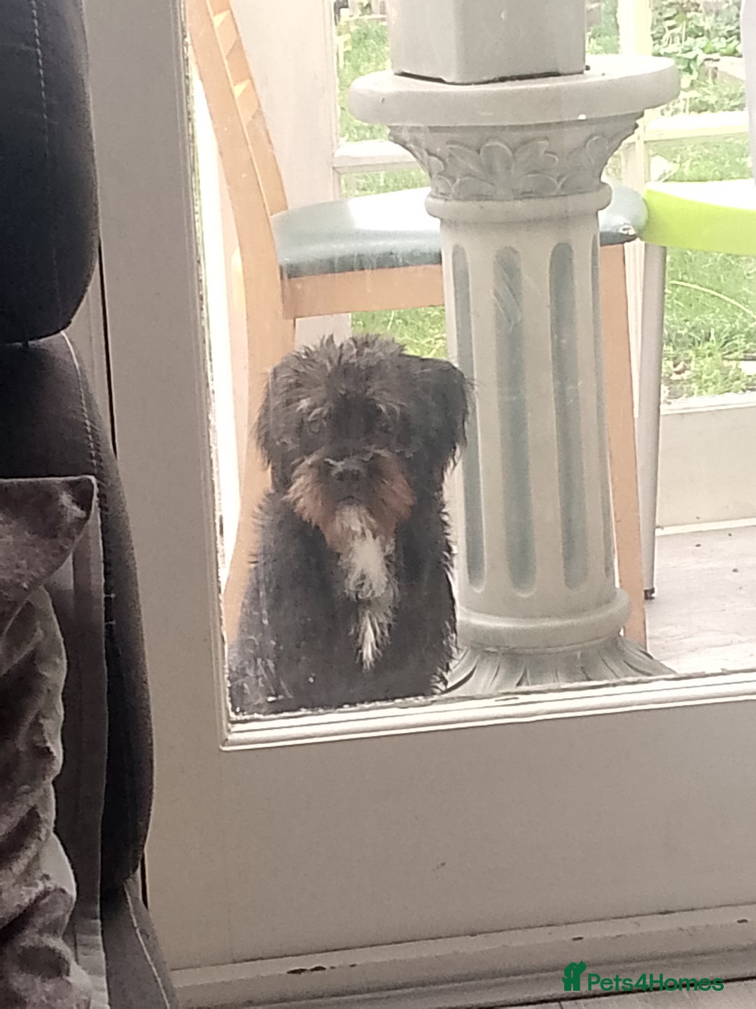 Mixed Breed dogs for sale: He is a Jackpo and Poodle crossbreed  - Image 3