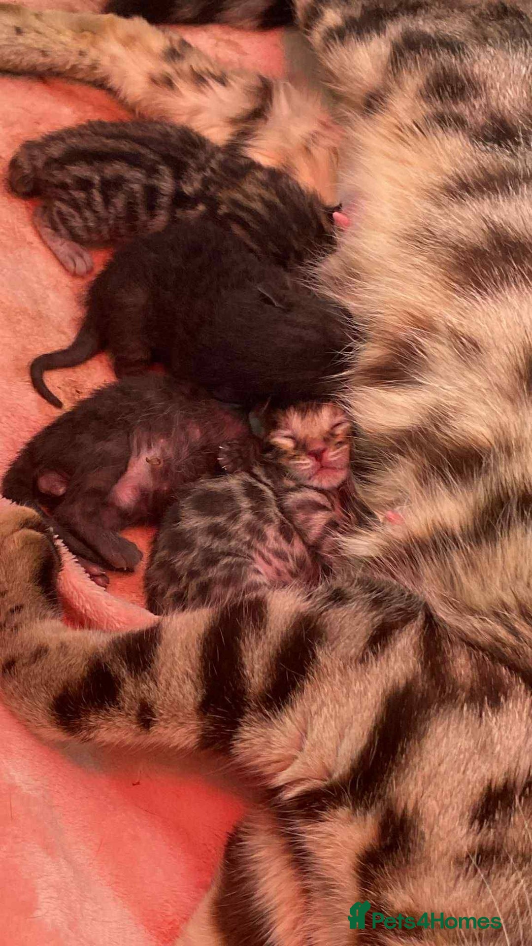 Bengal cats for sale: Beautiful boy bengal  - Image 3