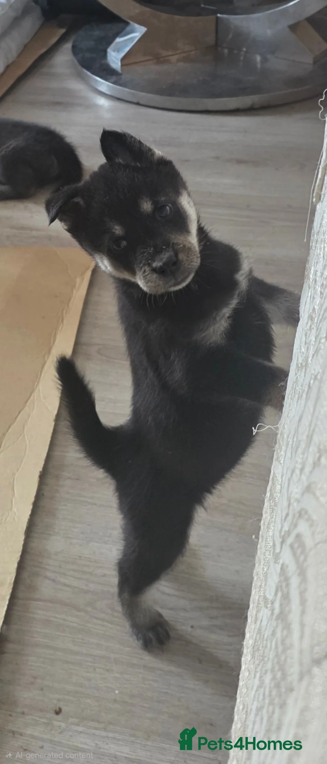 Mixed Breed dogs for sale: 5 adorable female chowskis  - Advert 2