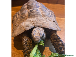 Tortoise reptiles Male Greek Tortoise for Sale, price negotiable. - Advert 3