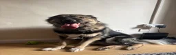 German Shepherd dogs for stud: Moose the German X Caucasian shepherd in Wokingham - Advert 4