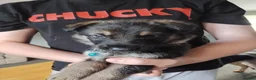 German Shepherd dogs for sale: Beautiful German shepherd puppies  - Advert 6